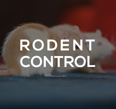 rodent