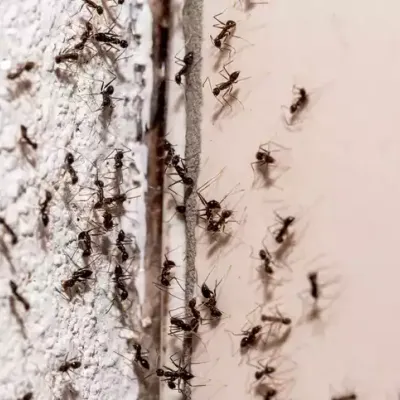 copy_of_ants