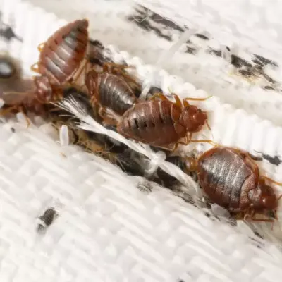 copy_of_bed_bug