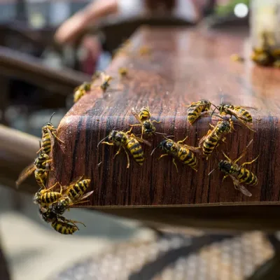 bees on a table