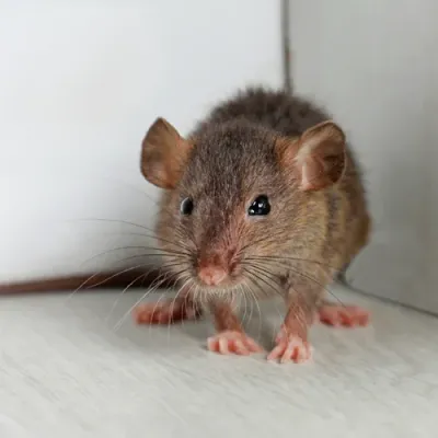 mouse in a house