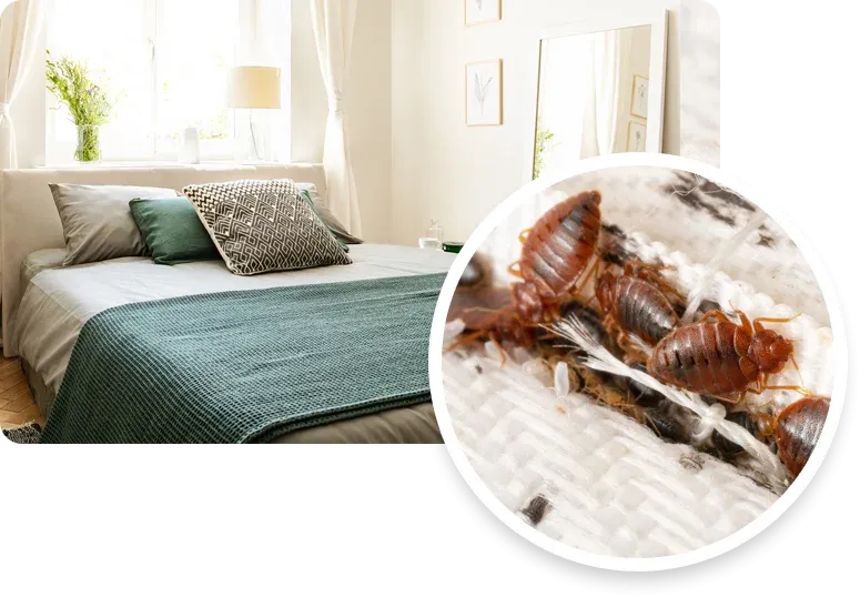 bed bugs on a mattress