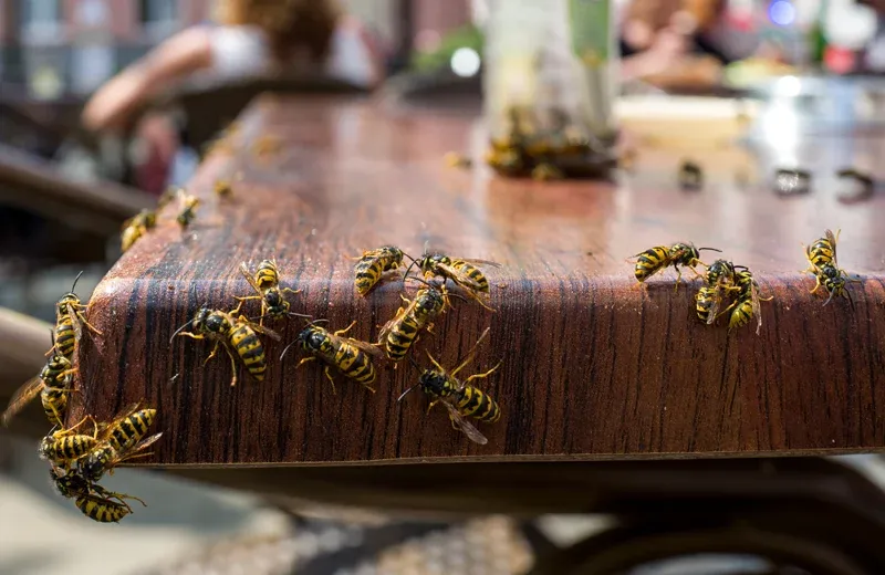 bees on a table outside