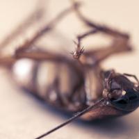 cockroach dead on floor
