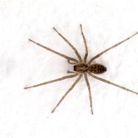 spider on white surface