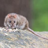 rat