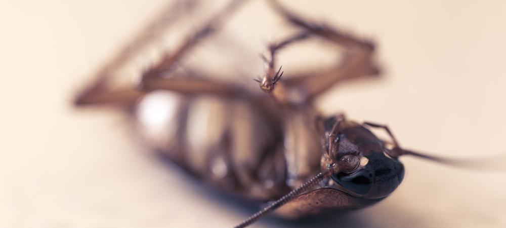 cockroach dead on floor