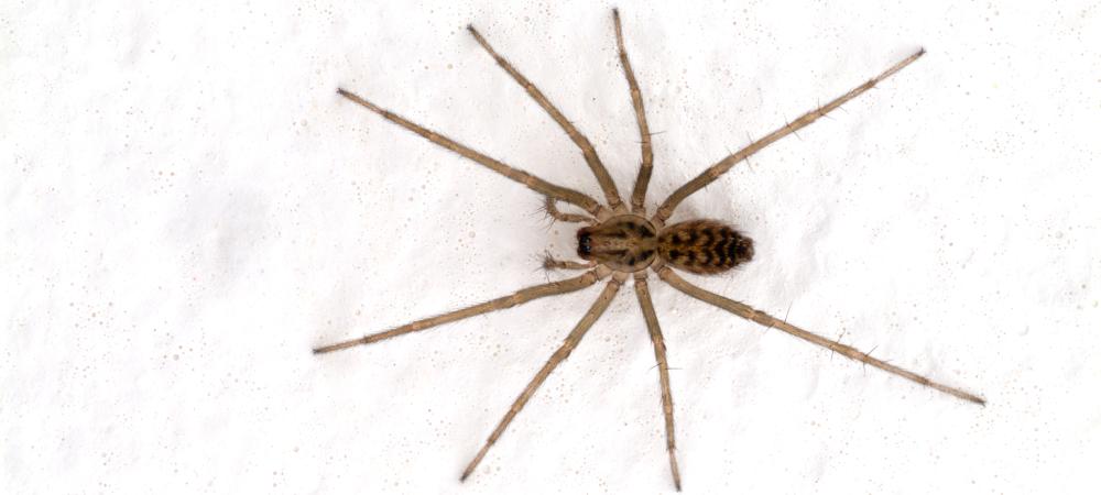 spider on white surface