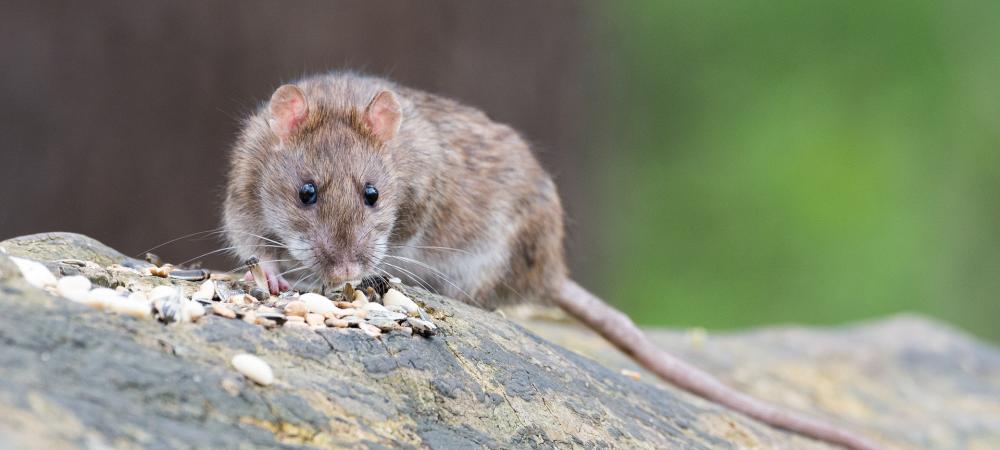 rat
